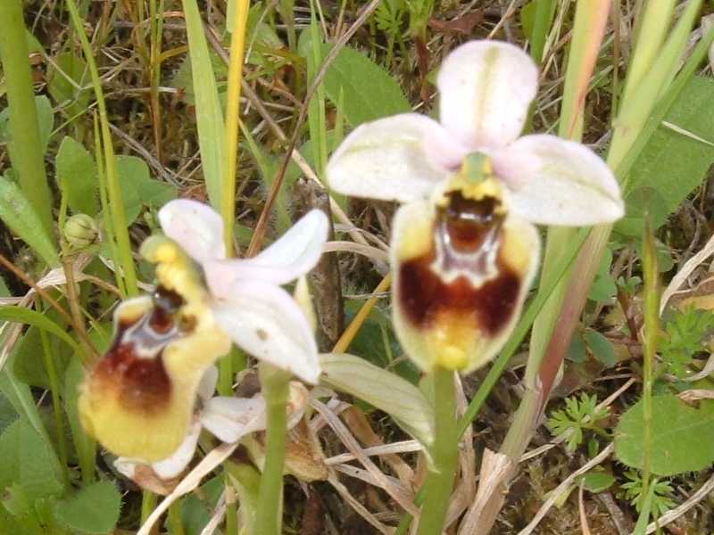 ophrys